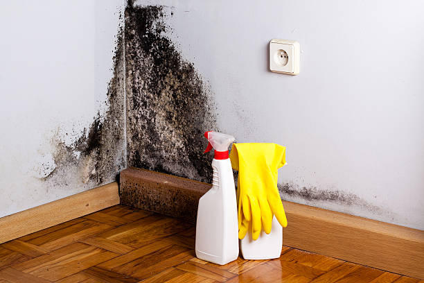 Best Mold Prevention Services  in Huron, CA